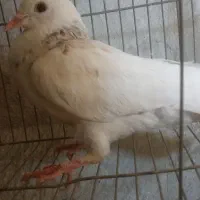 کبوتر فروشی|پرنده|اردل, |دیوار