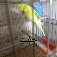 مرغ عشق|پرنده|شهرضا, |دیوار