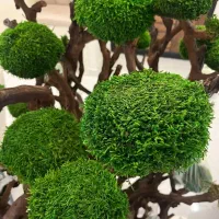 درخت جاودان|گل و گیاه طبیعی|رشت, رودبارتان|دیوار