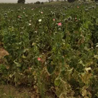 سرکارگر کشاورزی ماهر کار بلد