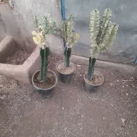 کاکتوس ایجنس پیوندی ابلغ۴۵۰