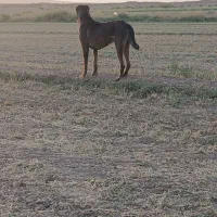 سگ گله ای