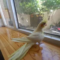 عروس هلندی مولد لوتیتو ودوکت گرینویچک|پرنده|زیباشهر, |دیوار