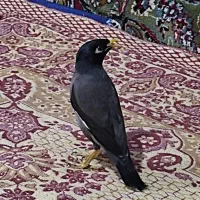 مینا سخنگو|پرنده|مشهد, کشاورز|دیوار