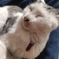 گربه بسیار باهوش و حرف گوش کن