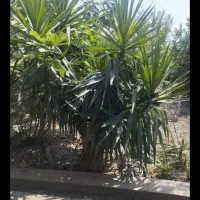 گل یوکا بزرگ