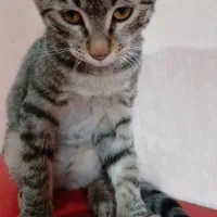 واگذاری گربه