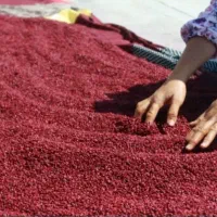 سماق|عمده‌فروشی|تهران, سلسبیل شمالی|دیوار