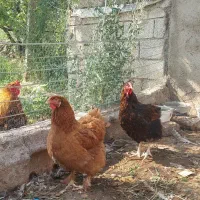 مرغ و خروس زینتی