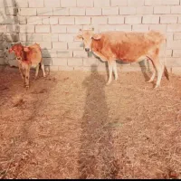 گاو و گوساله درجه یک جرسی|حیوانات مزرعه|کرمان, |دیوار