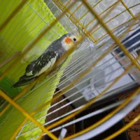 عروس هلندی نر