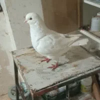 کبوتر چند جفت