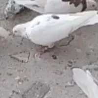 کبوتر های رفتنی آذرشهر|پرنده|آذرشهر, |دیوار