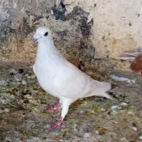 لباس|لباس|زاهدان, |دیوار