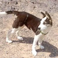 سگ گمشده در پارک تندرستی|حیوانات|فردیس, شهرک ناز|دیوار