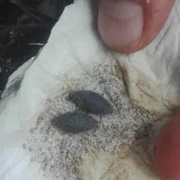 مهره قدیمی|جواهرات|خرمشهر, |دیوار