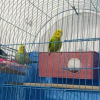 یک جفت نر وه ماده|پرنده|جوانرود, |دیوار