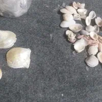 فسیل|کلکسیون اشیاء عتیقه|شیراز, میدان قائم|دیوار