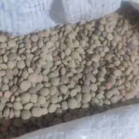 عدس محلی  سردسیر