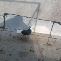 شازده نراویناق