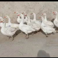 ۱۰ عدد غاز درجه یک سالم ۶عدد تازه بالغ۴عدد دوساله