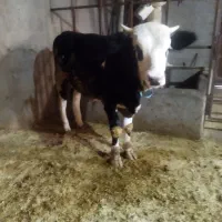 گوساله نرسمینتال|حیوانات مزرعه|بروجرد, |دیوار