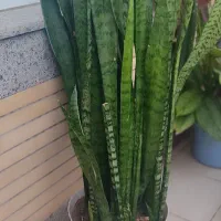 فروش گل شمشیری زیر قیمت