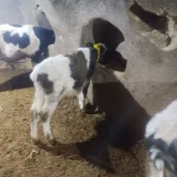 گوساله داشتی درجه ۱|حیوانات مزرعه|لالجین, |دیوار