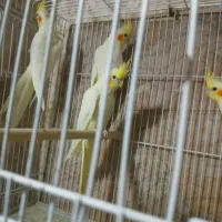 عروس هلندی|پرنده|مشهد, صیاد شیرازی|دیوار