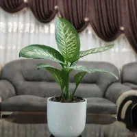 گل های آپارتمانی ارزان