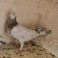 سار ماده