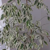 گل بنجامین طبیعی