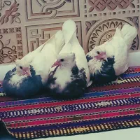 کبوتر طوقی گیج بازی