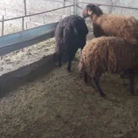 فروش بره و قوچ همو