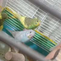 مرغ عشق