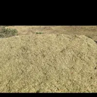علف درجه یک کوهستان