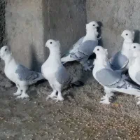 کبوتر زینتی