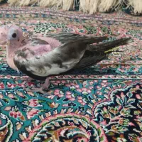 عروس هلندی گمشده