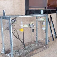 توتی عروس|پرنده|لولمان, |دیوار