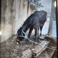 مادیان ۳ ساله|اسب و تجهیزات اسب‌سواری|هشتگرد, ینگی امام|دیوار