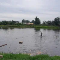 استخر-ماهی