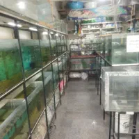 انواع ماهی زینتی