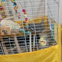 عروس،هلندی|پرنده|گلستان (تهران), |دیوار