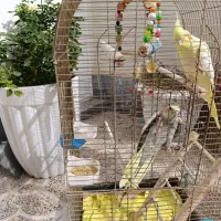 یه جفت عروس هلندی|پرنده|خوی, |دیوار