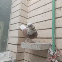 کبوترپرشی تهرونی|پرنده|اصفهان, ارغوانیه|دیوار