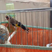 سهره ماده اماده