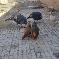 بوقلمون ماده