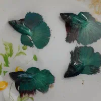 ماهی فایتر مولد|ماهی|مشهد, الهیه|دیوار