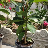 تعدادی گل و گیاه
