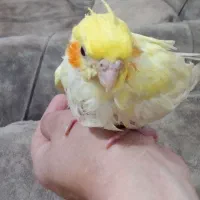 جوجه عروس هلندی